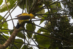 Pic jaune
 Celeus flavus - Cream-colored Woodpecker