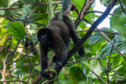 Lagotriche commun (singe laineux de Poeppig) - Lagothrix poeppigii - woolly monkey