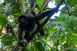 Lagotriche commun (singe laineux de Poeppig) - Lagothrix poeppigii - woolly monkey