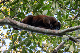 Lagotriche commun (singe laineux de Poeppig) - Lagothrix poeppigii - woolly monkey