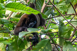 Lagotriche commun (singe laineux de Poeppig) - Lagothrix poeppigii - woolly monkey