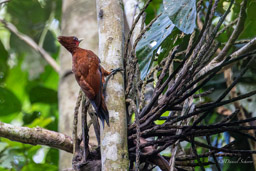 Pic mordoré
 Celeus elegans - Chestnut Woodpecker
