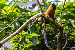 Tamarin à manteau doré - Leontocebus tripartitus - golden-mantled tamarin