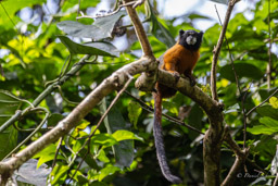 Tamarin à manteau doré - Leontocebus tripartitus - golden-mantled tamarin