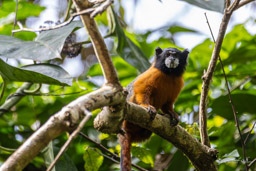 Tamarin à manteau doré - Leontocebus tripartitus - golden-mantled tamarin