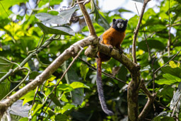 Tamarin à manteau doré - Leontocebus tripartitus - golden-mantled tamarin