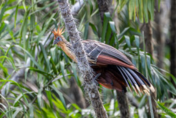 Hoazin huppé
 Opisthocomus hoazin - Hoatzin