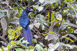 Ani des palétuviers
 Crotophaga major - Greater Ani