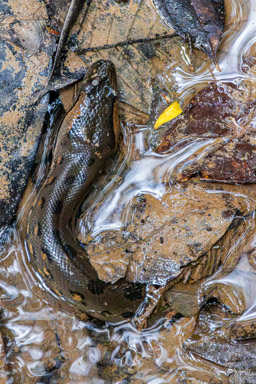 Anaconda vert - Eunectes murinus - Green anaconda