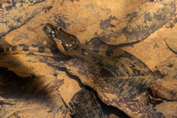 Anaconda vert - Eunectes murinus - Green anaconda