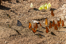 papillons