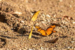 papillons