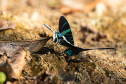 papillons