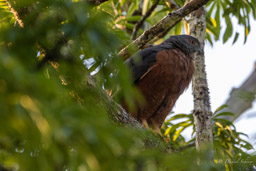 Milan bidenté Harpage bidenté
 Harpagus bidentatus - Double-toothed Kite