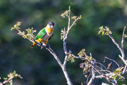 Caïque maïpourri Maïpouri à tête noire
 Pionites melanocephalus - Black-headed Parrot