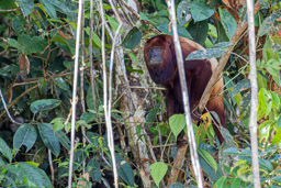 Singe hurleur roux - Alouatta seniculus - Purus Red Howler Monkey