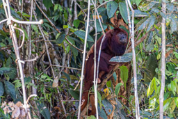 Singe hurleur roux - Alouatta seniculus - Purus Red Howler Monkey