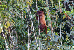 Singe hurleur roux - Alouatta seniculus - Purus Red Howler Monkey