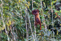 Singe hurleur roux - Alouatta seniculus - Purus Red Howler Monkey