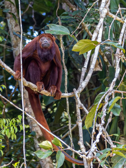 Singe hurleur roux - Alouatta seniculus - Purus Red Howler Monkey