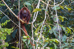 Singe hurleur roux - Alouatta seniculus - Purus Red Howler Monkey