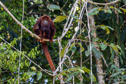 Singe hurleur roux - Alouatta seniculus - Purus Red Howler Monkey