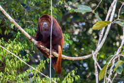 Singe hurleur roux - Alouatta seniculus - Purus Red Howler Monkey