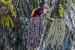 Singe hurleur roux - Alouatta seniculus - Purus Red Howler Monkey