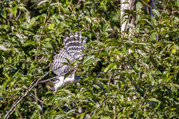 Milan de Cayenne Bec-en-croc de Cayenne
 Leptodon cayanensis - Grey-headed Kite