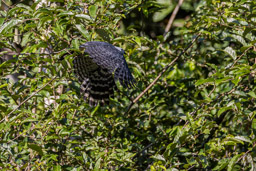 Milan de Cayenne Bec-en-croc de Cayenne
Leptodon cayanensis - Grey-headed Kite