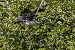 Milan de Cayenne Bec-en-croc de Cayenne
Leptodon cayanensis - Grey-headed Kite