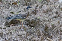 Caurale soleil
 Eurypyga helias - Sunbittern