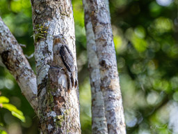 Ibijau gris
 Nyctibius griseus - Common Potoo