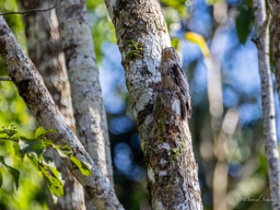 Ibijau gris
 Nyctibius griseus - Common Potoo