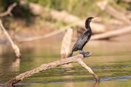 Cormoran vigua
 Nannopterum brasilianum - Neotropic Cormorant