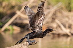 Cormoran vigua
 Nannopterum brasilianum - Neotropic Cormorant
