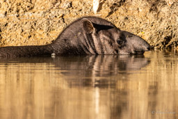 Tapir du Brésil - Tapirus terrestris - south american tapir