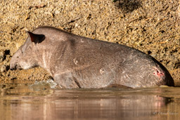 Tapir du Brésil - Tapirus terrestris - south american tapir