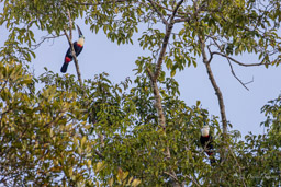 Toucan à bec rouge
Ramphastos tucanus - White-throated Toucan