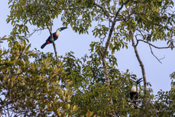 Toucan à bec rouge
Ramphastos tucanus - White-throated Toucan