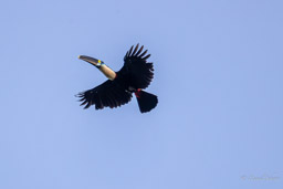 Toucan à bec rouge
Ramphastos tucanus - White-throated Toucan