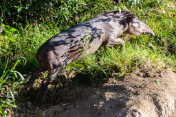 Tapir du Brésil - Tapirus terrestris - south american tapir