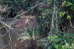 Caïque de Barraband et Connures de Weddell