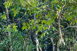 Pione à tête bleue
 Pionus menstruus - Blue-headed Parrot
