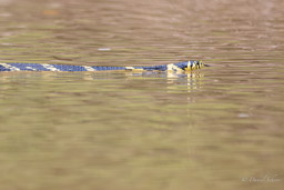 Chasseur demi-deuil - Spilotes pullatus
