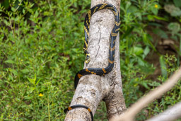 Chasseur demi-deuil - Spilotes pullatus