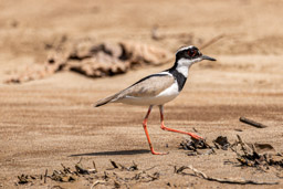 Vanneau de Cayenne
Hoploxypterus cayanus - Pied Plover