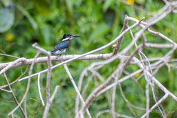 Martin-pêcheur d'Amazonie
Chloroceryle amazona - Amazon Kingfisher ♂