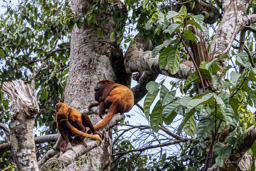 Singe hurleur roux - Alouatta seniculus - red howler monkey