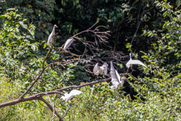 Héron garde-boeufs
 Bubulcus ibis - Western Cattle Egret